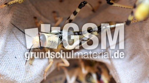 Afrikanische Wüstenwanderheuschrecke (3).jpg